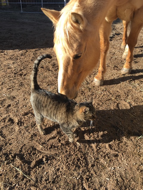 horse-cat