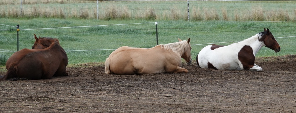 Equine Assisted Therapy